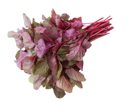 Amaranthus Tricolor Vietnamese Red Spinach isolated on whiteの写真素材