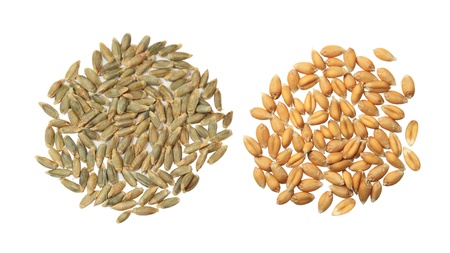 Cereal grains seeds barley, rye and wheat isolated on whiteの写真素材