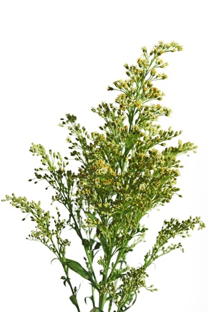 Silverrod Soligago Flower plant isolated on whiteの写真素材