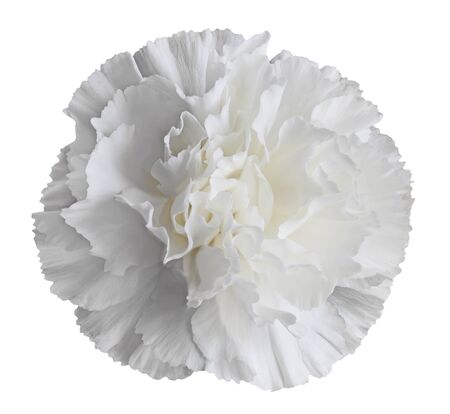Single fresh white carnation flower isolated の写真素材