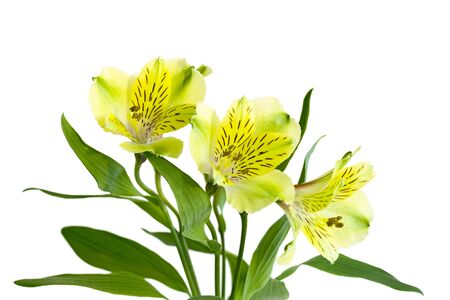 Fresh yellow and green alstromera lily flower plantの写真素材