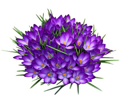 Purple crocus flowers in spring time, isolated on white backgroundの写真素材