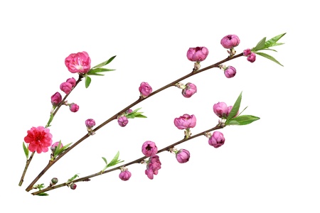 Beautiful fresh peach blossom flower isolated on white backgroundの写真素材