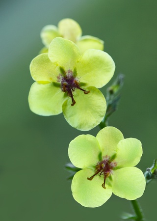 Yellow Verbascum blattaria moth mullein wild flower plant 