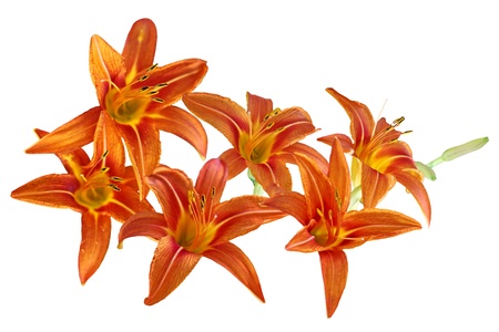 Orange daylily flowers isolated on white backgroundの写真素材