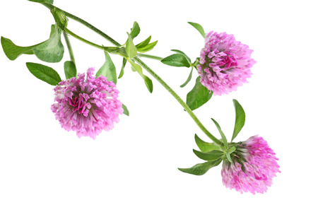 Pink  three leaf clover flower isolated on white backgroundの写真素材