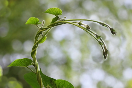 Green leaves of Morning Glory Vines in Spring time