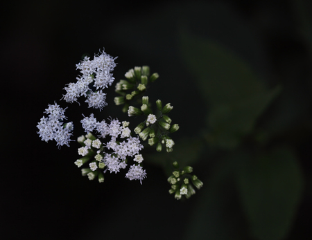 White Snakeroot Ageratina altissima  Eupatorium rugosum  wildflower の写真素材