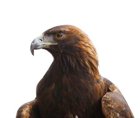 Head of golden eagle bird isolated on white の写真素材