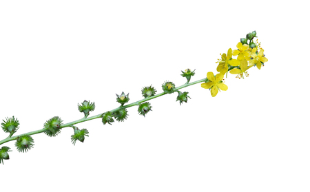  Agrimony Agrimonia parviflora   Odermennige  wild flower isolated on whiteの写真素材