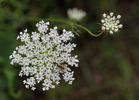 Queen Anneの写真素材