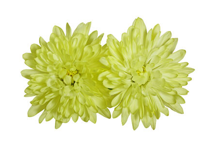 Two yellow chrysanthemum flower heads isolated on white backgroundの写真素材
