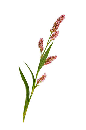 Bistorta affinis Knot weed Polygonum pensylvanicum flower isolated on whiteの写真素材