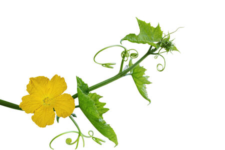 Loofah luffa Flower and Leaf isolated on white backgroundの写真素材