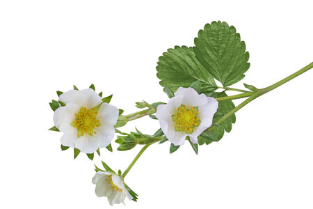 Branch of strawberry flower isolated on white backgroundの写真素材
