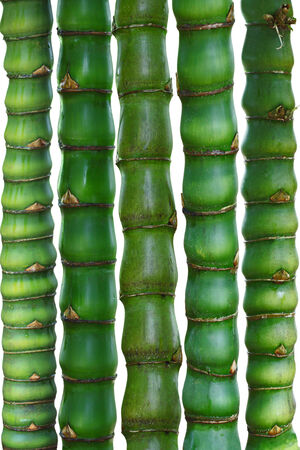 Bundle of buddha bamboo for natural backgroundの写真素材