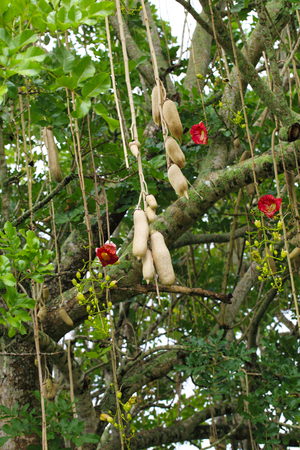 Kigelia Africana Sausage Tree in the forest for natural backgroundの写真素材