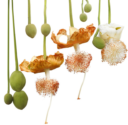 Adansonia Digitata Baobab flower and fruit isolated on white backgroundの写真素材