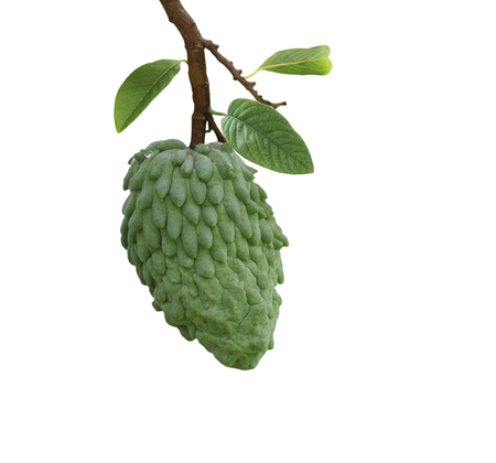 Single fresh Atemoya Fruit isolated on white backgroundの写真素材