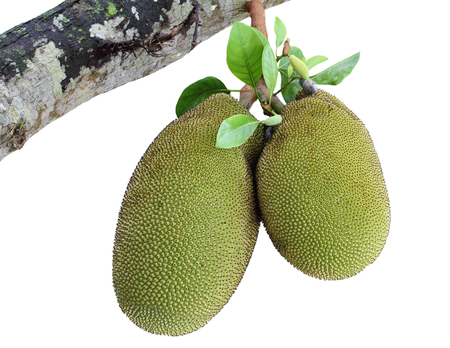 Jack fruit on jackfruit tree isolated on white background