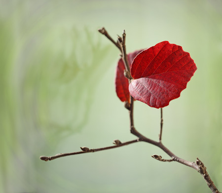 Two red leaves on branch in the Fall, empty nest conceptの写真素材