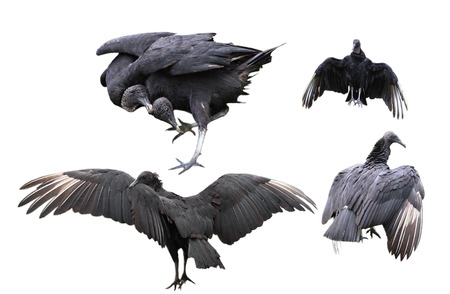 Set of black vulture birds isolated on white backgroundの写真素材