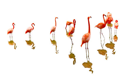 Red flamingo birds reflection isolated on white backgroundの写真素材