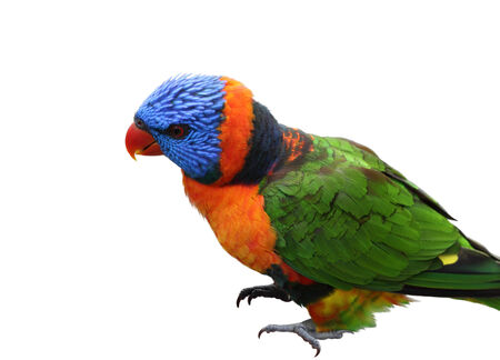 Rainbow Lorikeet (Trichoglossus haematodus) bird  isolated on white