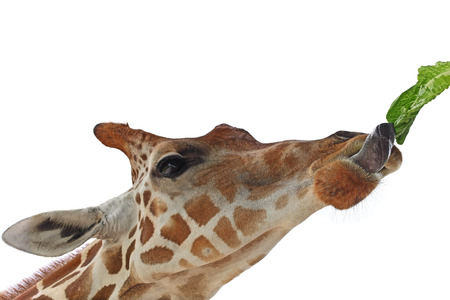 Feeding giraffe with lettuce isoalted on whiteの写真素材