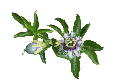 Passiflora Laurifolia (passion) fruit, flower and leaf on vine isolated on whiteの写真素材