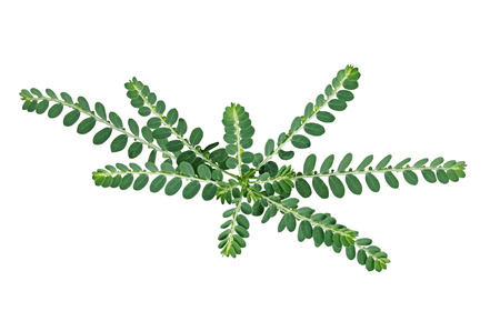 Carry Me See (Phyllanthus Amarus) wildflower plant isolated on white backgroundの写真素材