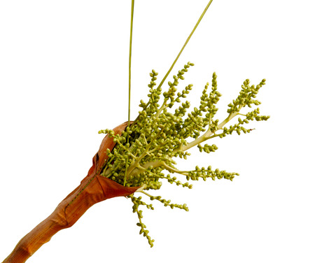 Areca Palm (Areca triandra)  Flower seed fruit isolated on white backgroundの写真素材