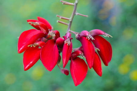 Red Erythrina crista galli, cockspur coral flowersの写真素材