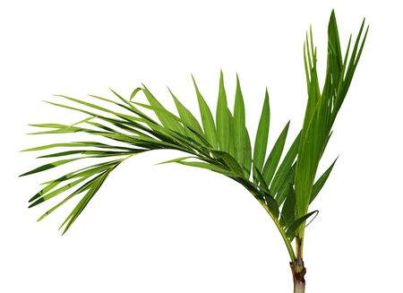 Young Areca catechu palm tree isolated on white backgroundの写真素材