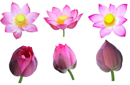 Set of pink nelumbo Nucifera lotus flower and bud isolated on white backgroundの写真素材