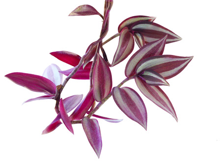 Purple heart wandering jew plant isolated on white backgroundの写真素材