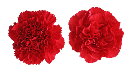 Two red carnation flower heads isolated on white backgroundの写真素材