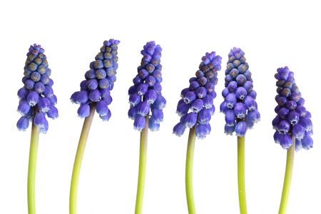 Grapehyacinth Muscari flower in a row isolated on white backgroundの写真素材