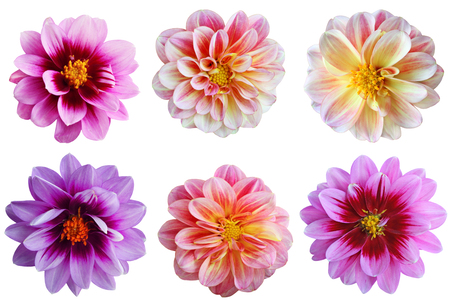 Set of dahlia flower heads isolated on white backgroundの写真素材