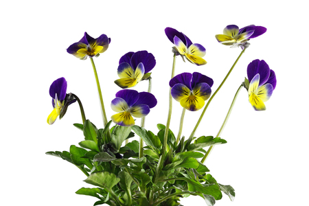 Yellow and Purple pansy flower plants isolated on white backgroundの写真素材