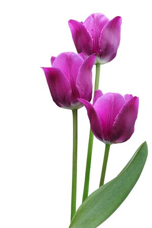 Three purple tulip flowers isolated on white backgroundの写真素材