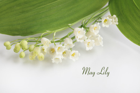 May Lilly lily of the valleyの写真素材