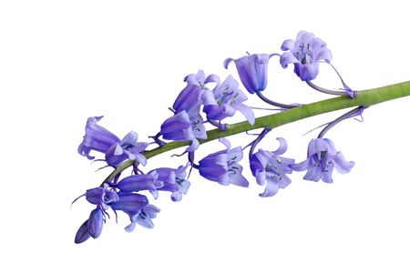 Single Hyacinthoides non-scripta bluebell flower isolated on white backgroundの写真素材