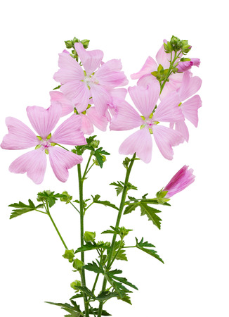 Pink Malva moschata  Musk Mallow flower isolated on white backgroundの写真素材