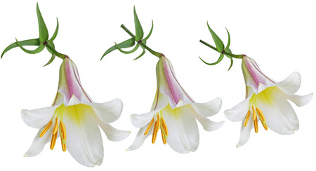 Three Lilium lilies flowers isolated on white backgroundの写真素材