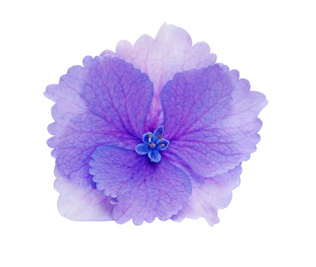 Single hydrangea hortansia flower head isolated on white background
