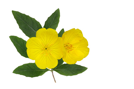 Yellow Evening Primrose (Oenothera fruticosa) flower and leaf isolated on white backgroundの写真素材