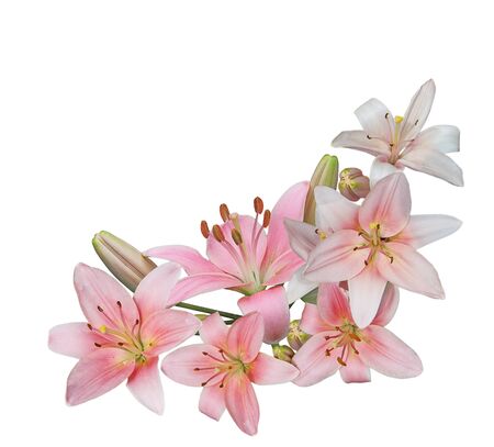 Bundle of fresh pink lily flower isolated on white backgroundの写真素材
