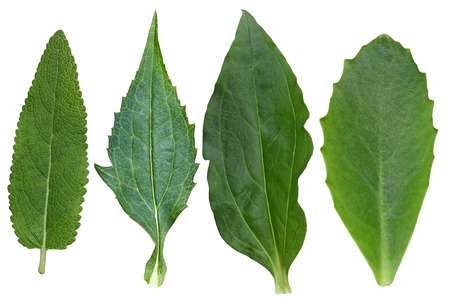 Collection of meadow sage,coneflower, soapwort, autumn joy sedum leaves isolated on white backgroundの写真素材