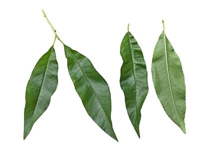 Fresh nectarine leaf isolated on white backgroundの写真素材